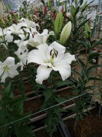 [4175 Tisento VZ No01.JPG]